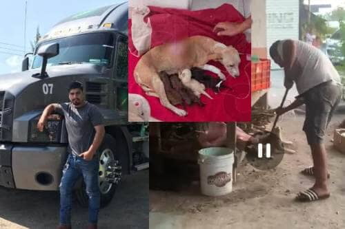 Video: Repugnante acto de maltrato animal contra perrita embarazada